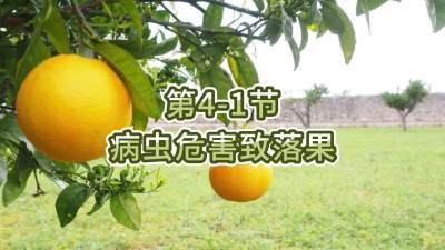 第4-1节-病虫危害致落果