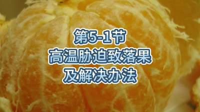 第5-1节-高温胁迫致落果及解决办法