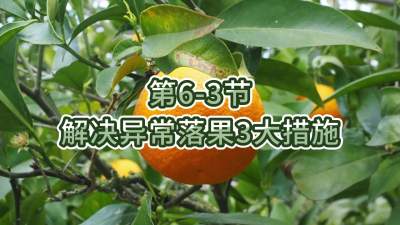 第6-3节-解决异常落果3大措施