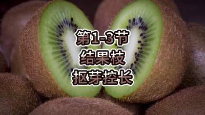 第1-3节-结果枝-抠芽控长