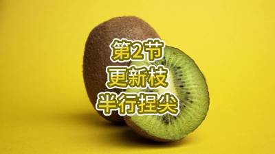 第2节-更新枝-半行捏尖