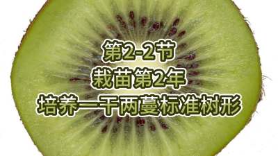第2-2节-栽苗第2年-培养一干两蔓标准树形