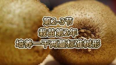 第2-3节-栽苗第2年-培养一干两蔓标准树形