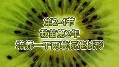 第2-4节-栽苗第2年-培养一干两蔓标准树形