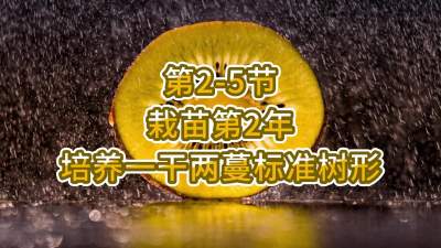 第2-5节-栽苗第2年-培养一干两蔓标准树形