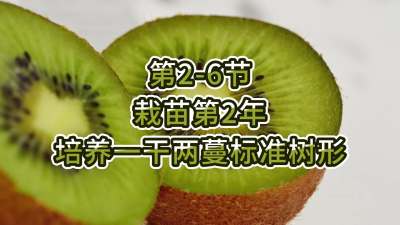 第2-6节-栽苗第2年-培养一干两蔓标准树形