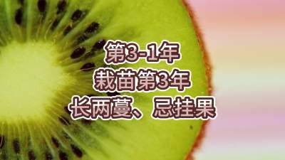 第3-1年-栽苗第3年-长两蔓、忌挂果