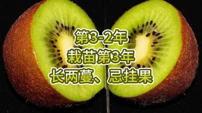 第3-2年-栽苗第3年-长两蔓、忌挂果