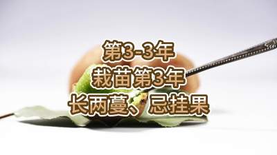 第3-3年-栽苗第3年-长两蔓、忌挂果