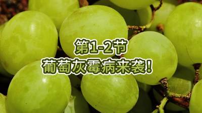 第1-2节-葡萄灰霉病来袭！