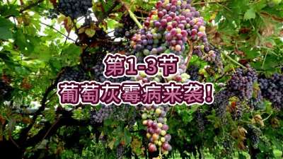 第1-3节-葡萄灰霉病来袭！