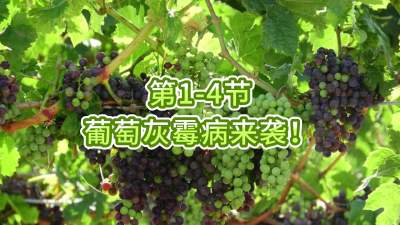 第1-4节-葡萄灰霉病来袭！