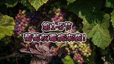 第1-5节-葡萄灰霉病来袭！