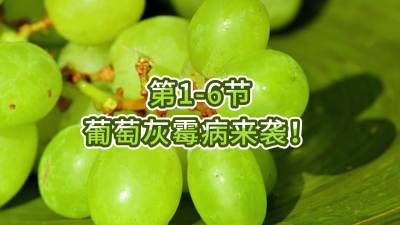 第1-6节-葡萄灰霉病来袭！