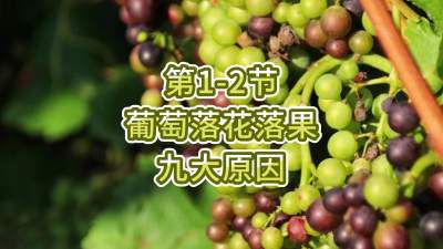 第1-2节-葡萄落花落果的九大原因