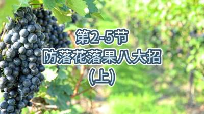 第2-5节-防落花落果八大招（上）