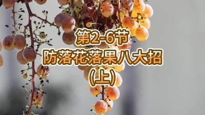 第2-6节-防落花落果八大招（上）