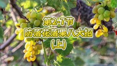 第2-7节-防落花落果八大招（上）