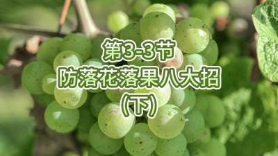 第3-3节-防落花落果八大招（下）