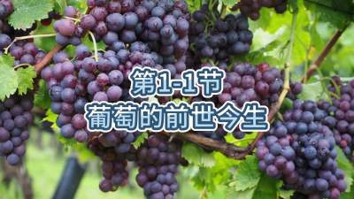 第1-1节-葡萄的前世今生