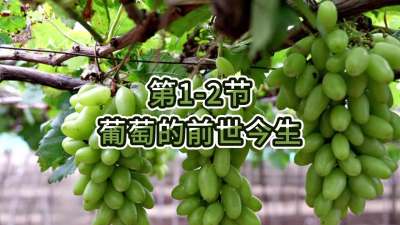 第1-2节-葡萄的前世今生