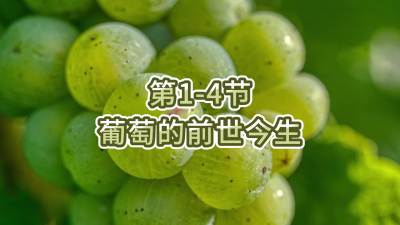第1-4节-葡萄的前世今生