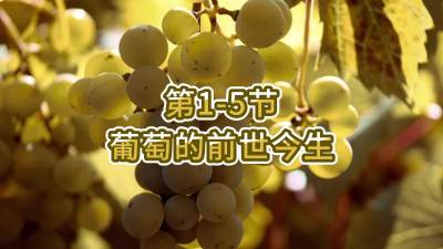 第1-5节-葡萄的前世今生