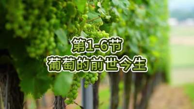 第1-6节-葡萄的前世今生