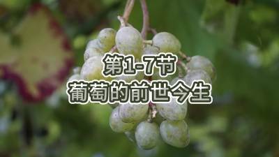 第1-7节-葡萄的前世今生