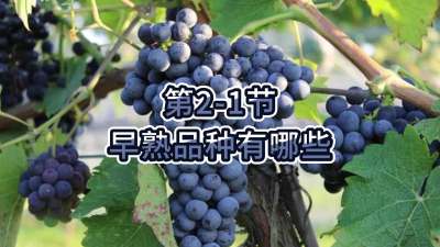 第2-1节-早熟品种有哪些