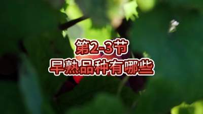 第2-3节-早熟品种有哪些