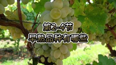 第2-4节-早熟品种有哪些