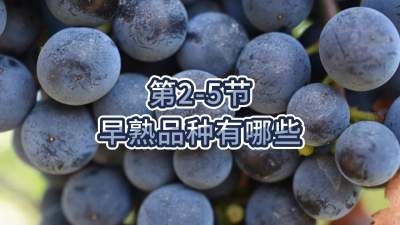 第2-5节-早熟品种有哪些