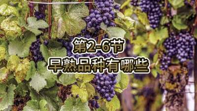 第2-6节-早熟品种有哪些