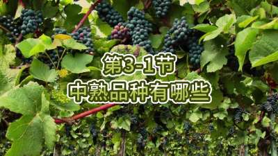 第3-1节-中熟品种有哪些