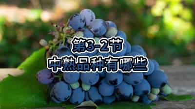 第3-2节-中熟品种有哪些