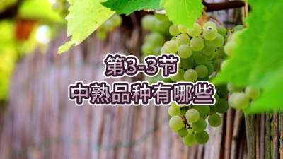 第3-3节-中熟品种有哪些