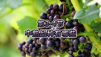 第3-4节-中熟品种有哪些