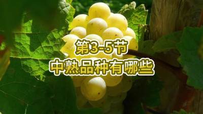 第3-5节-中熟品种有哪些