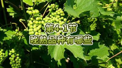 第4-1节-晚熟品种有哪些