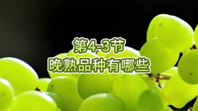 第4-3节-晚熟品种有哪些
