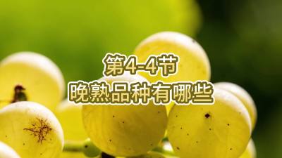第4-4节-晚熟品种有哪些
