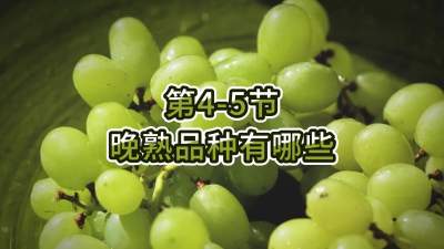 第4-5节-晚熟品种有哪些