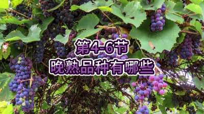 第4-6节-晚熟品种有哪些