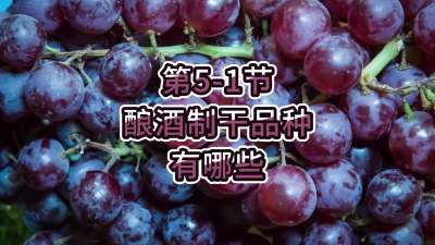 第5-1节-酿酒制干品种有哪些