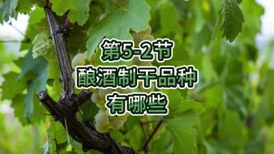 第5-2节-酿酒制干品种有哪些