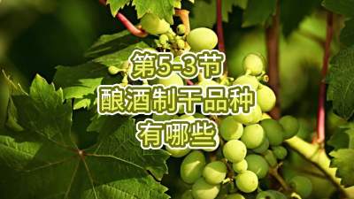 第5-3节-酿酒制干品种有哪些