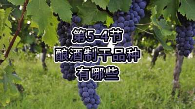 第5-4节-酿酒制干品种有哪些