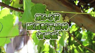 第5-5节-酿酒制干品种有哪些