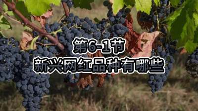 第6-1节-新兴网红品种有哪些